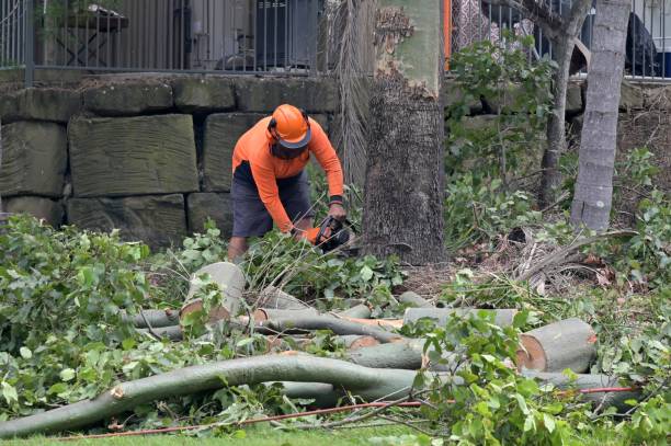 Best Stump Grinding and Removal  in , AL